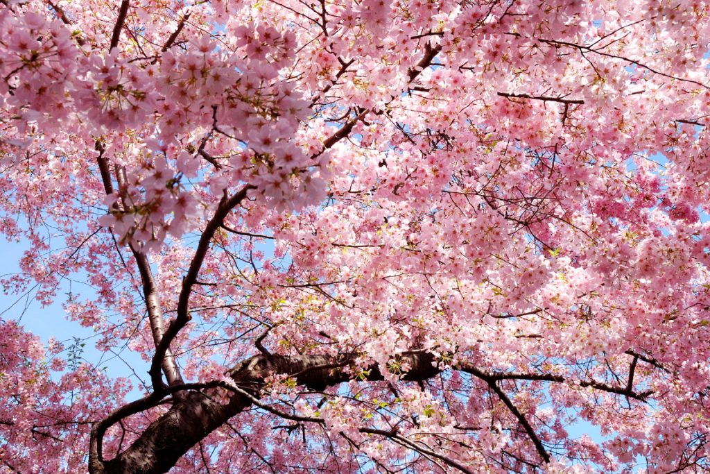 best seasons to visit japan