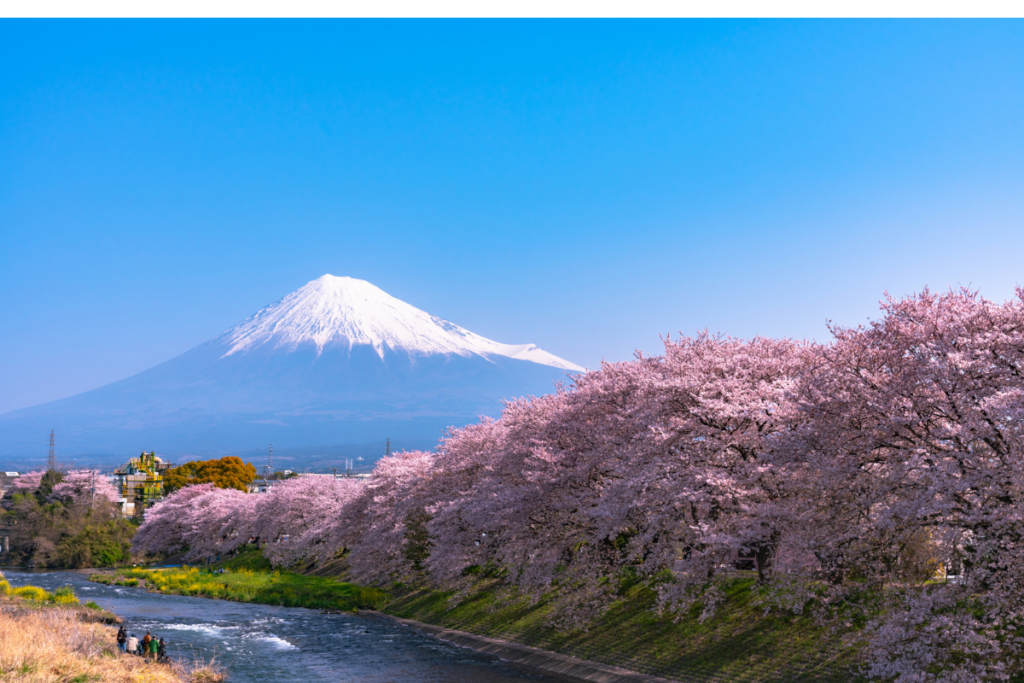 best places to see cherry blossom in japan