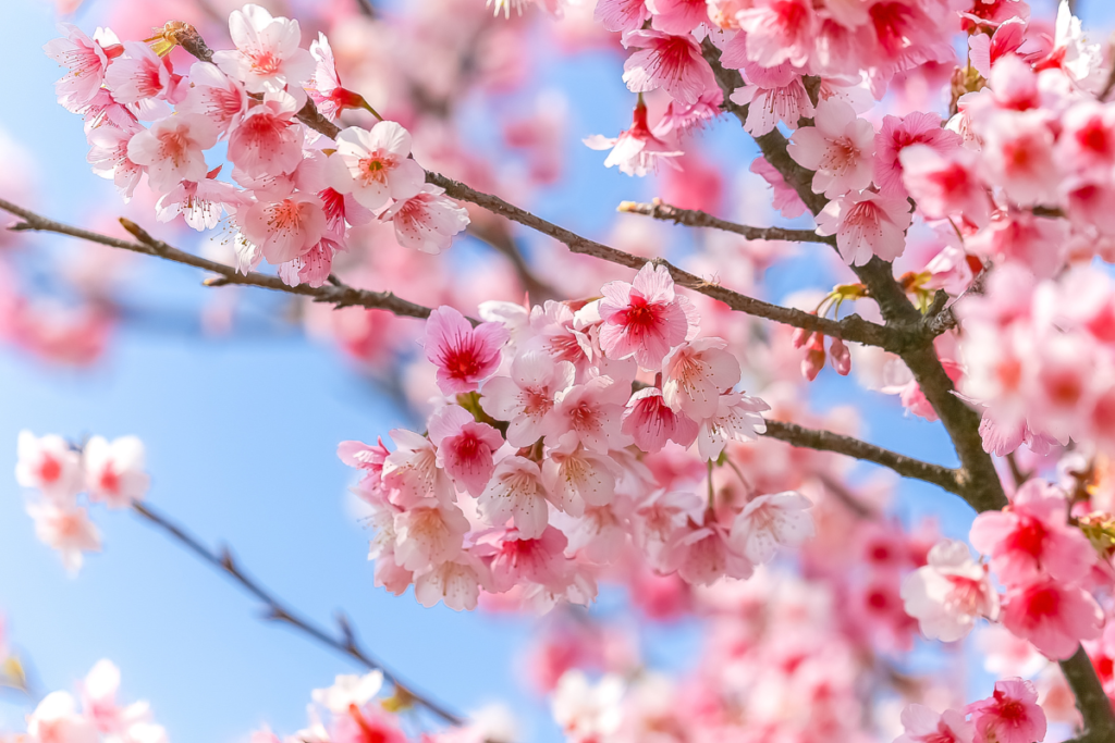 Best Places to See Cherry Blossom in Japan